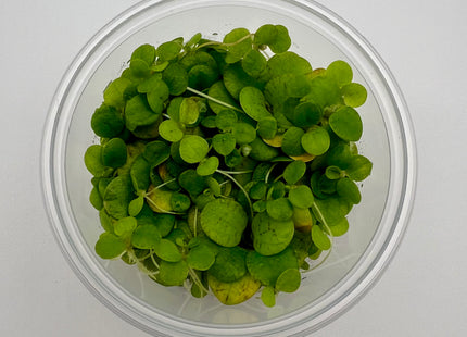 Limnobium laevigatum – In Vitro