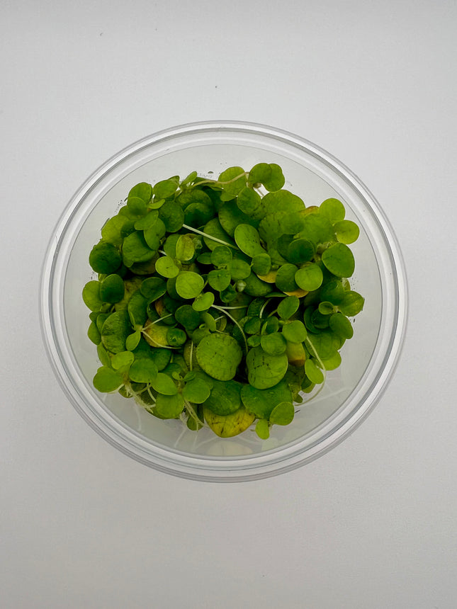 Limnobium laevigatum – In Vitro