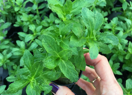 Limnophila aromatica green - Topf