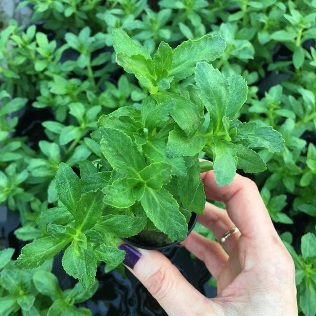 Limnophila aromatica green - Topf