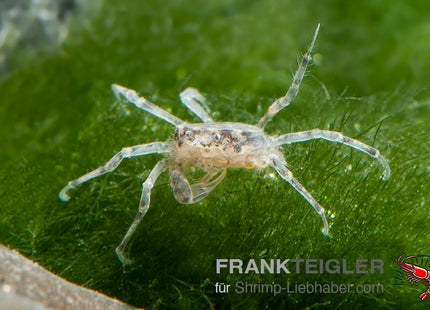 Microkrabbe - Limnopilos naiyanetri