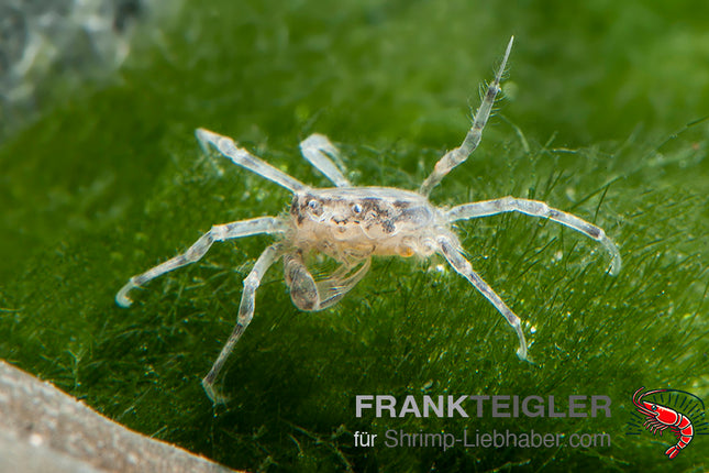 Microkrabbe - Limnopilos naiyanetri
