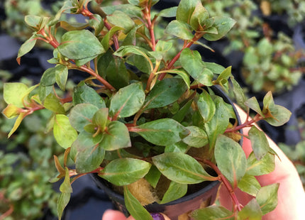 Ludwigia palustris super red - Topf