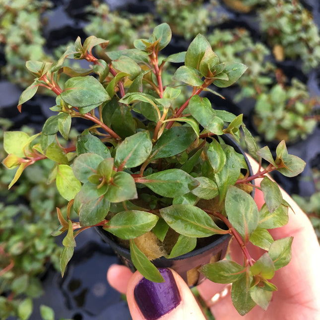 Ludwigia palustris super red - Topf