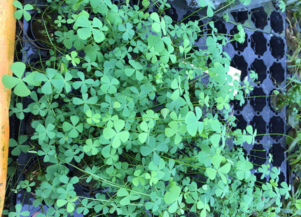 Marsilea hirsuta - Topf