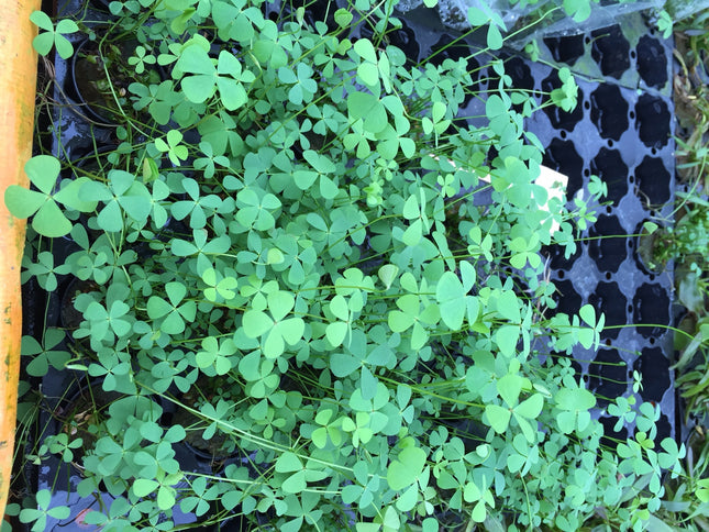 Marsilea hirsuta - Topf