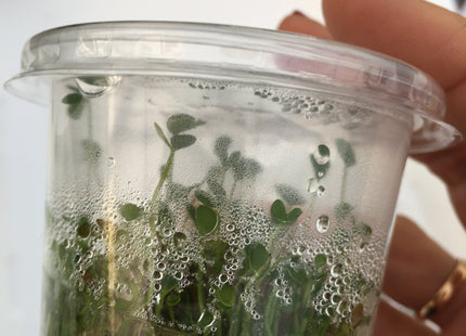 Marsilea hirsuta – In Vitro