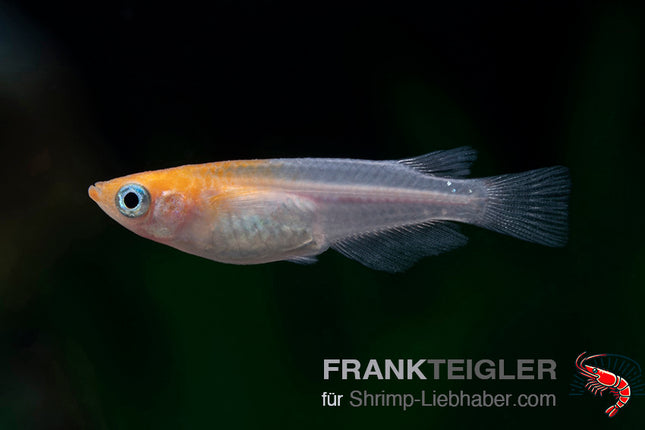 Medaka „Koi“ – Oryzias latipes