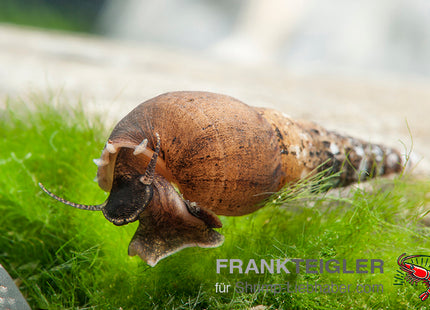 Indische / Malaiische Turmdeckelschnecke