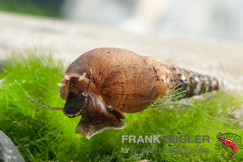 Indische / Malaiische Turmdeckelschnecke
