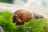 Indische / Malaiische Turmdeckelschnecke