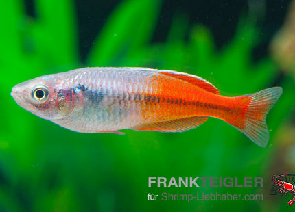 Melanotaenia boesemani Red m_1