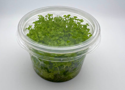 Micranthemum "Monte Carlo" – In Vitro