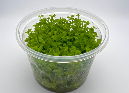 Micranthemum "Monte Carlo" – In Vitro