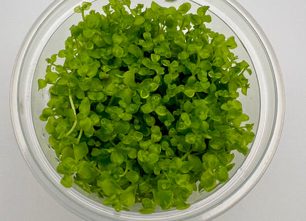 Micranthemum "Monte Carlo" – In Vitro