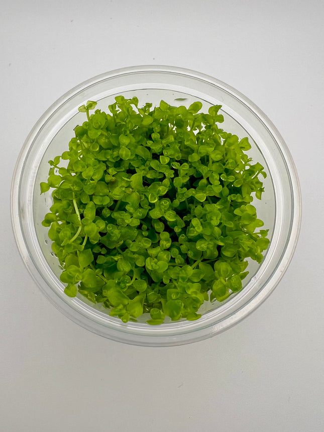 Micranthemum "Monte Carlo" – In Vitro