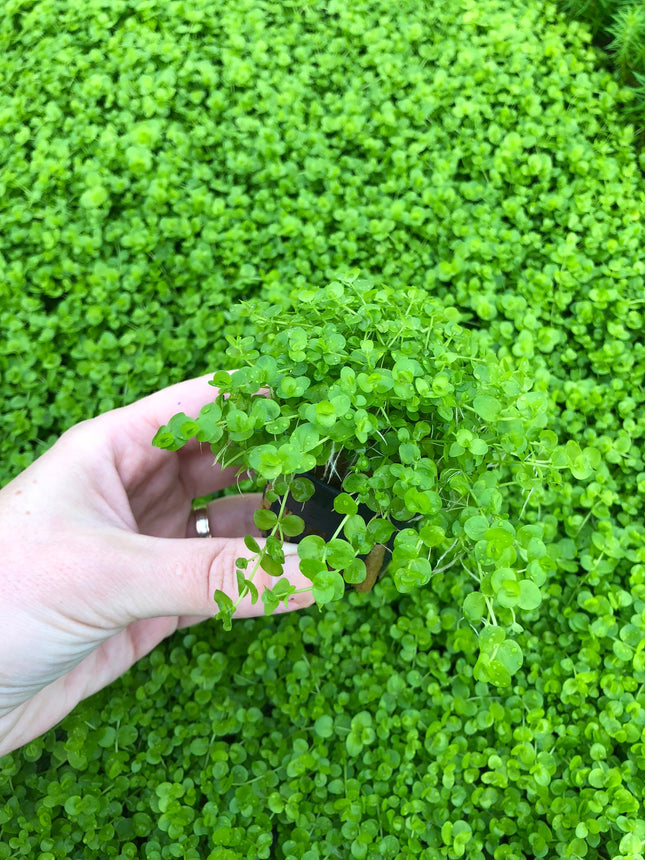 Micranthemum umbrosum - Topf