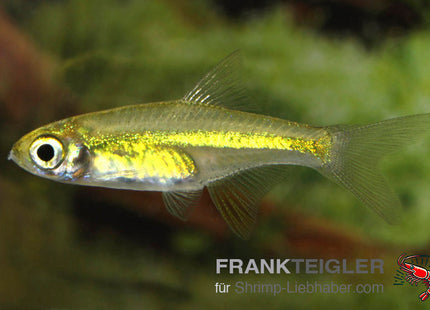 Smaragd-Zwergrasbora – Microdevario kubotai