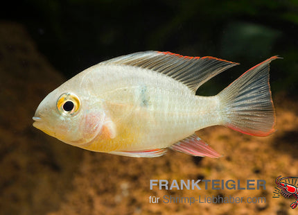 Bolivianischer Schmetterlingsbuntbarsch – Mikrogeophagus altispinosus