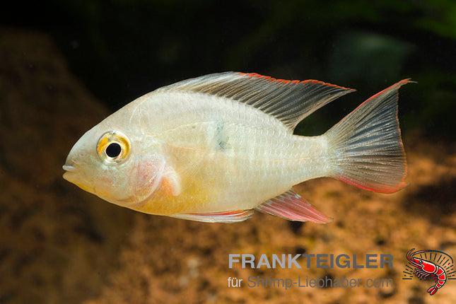 Bolivianischer Schmetterlingsbuntbarsch – Mikrogeophagus altispinosus