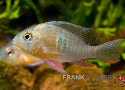 Bolivianischer Schmetterlingsbuntbarsch – Mikrogeophagus altispinosus