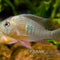 Mikrogeophagus