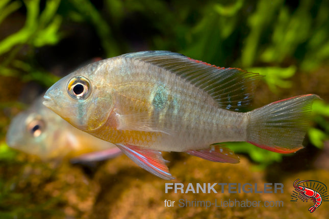 Bolivianischer Schmetterlingsbuntbarsch – Mikrogeophagus altispinosus