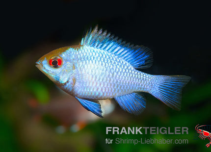 Schmetterlingsbarsch "Electric blue" - Mikrogeophagus ramirezi