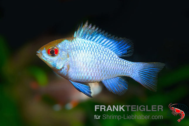 Schmetterlingsbarsch "Electric blue" - Mikrogeophagus ramirezi