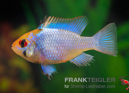 Schmetterlingsbarsch "Electric blue" - Mikrogeophagus ramirezi