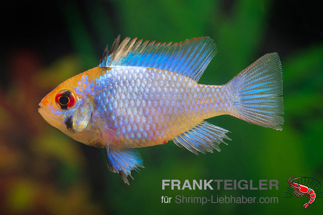 Schmetterlingsbarsch "Electric blue" - Mikrogeophagus ramirezi