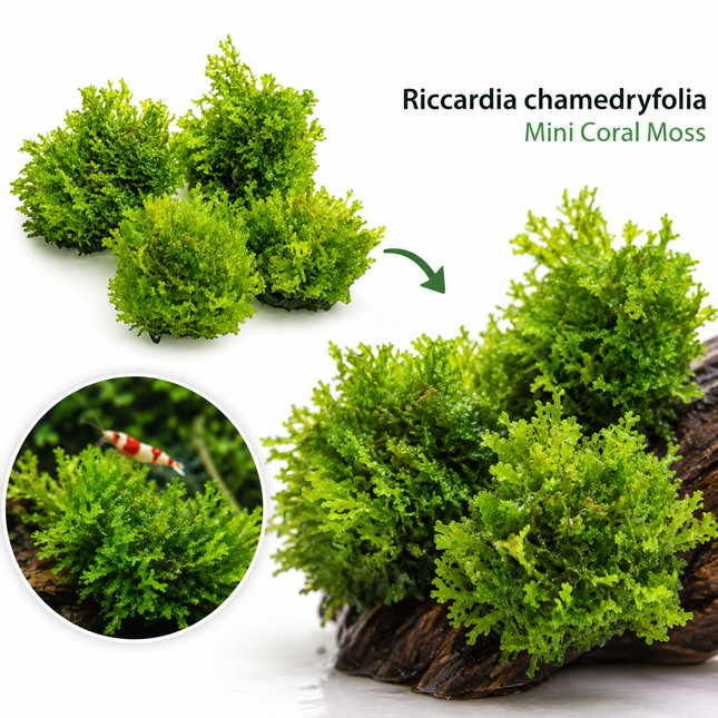 Riccardia chamedryfolia / Mini Coral moss - Portion