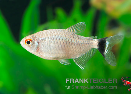 Moenkhausia sanctaefilomenae