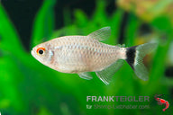 Moenkhausia sanctaefilomenae