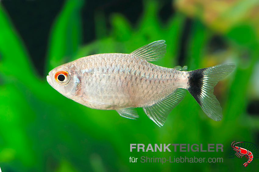Moenkhausia sanctaefilomenae