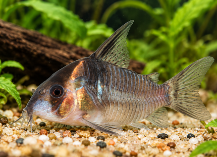 Koloss-Panzerwels CW45 – Corydoras colossus