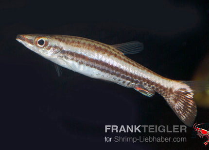 Nannostomus eques_S53445_4_