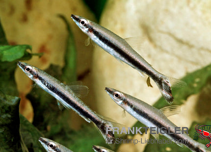 Einstreifen-Ziersalmler – Nannostomus unifasciatus