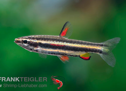 Dreibindenziersalmler - Nannostomus Maginatus