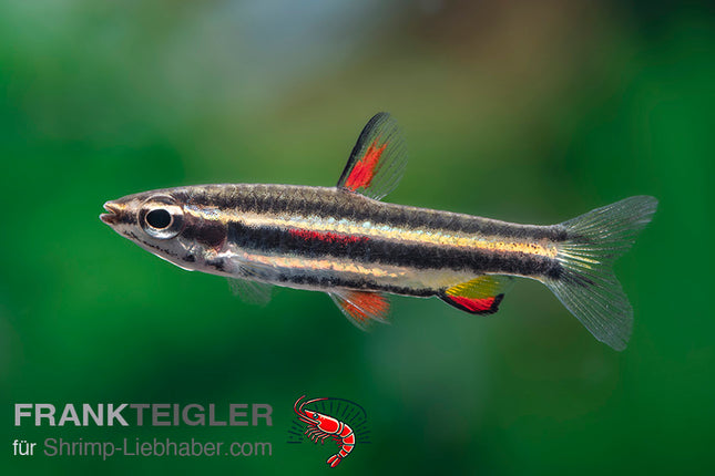 Dreibindenziersalmler - Nannostomus Maginatus