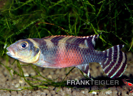 Transvestiten-Zwergbuntbarsch – Nanochromis transvestitus