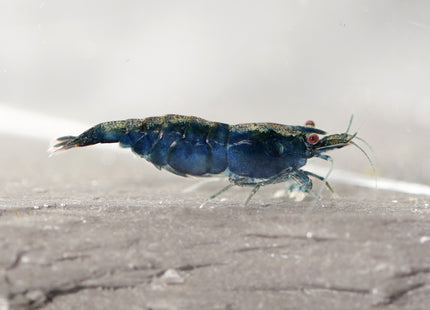 Blue Sapphire Zwerggarnele - DNZ
