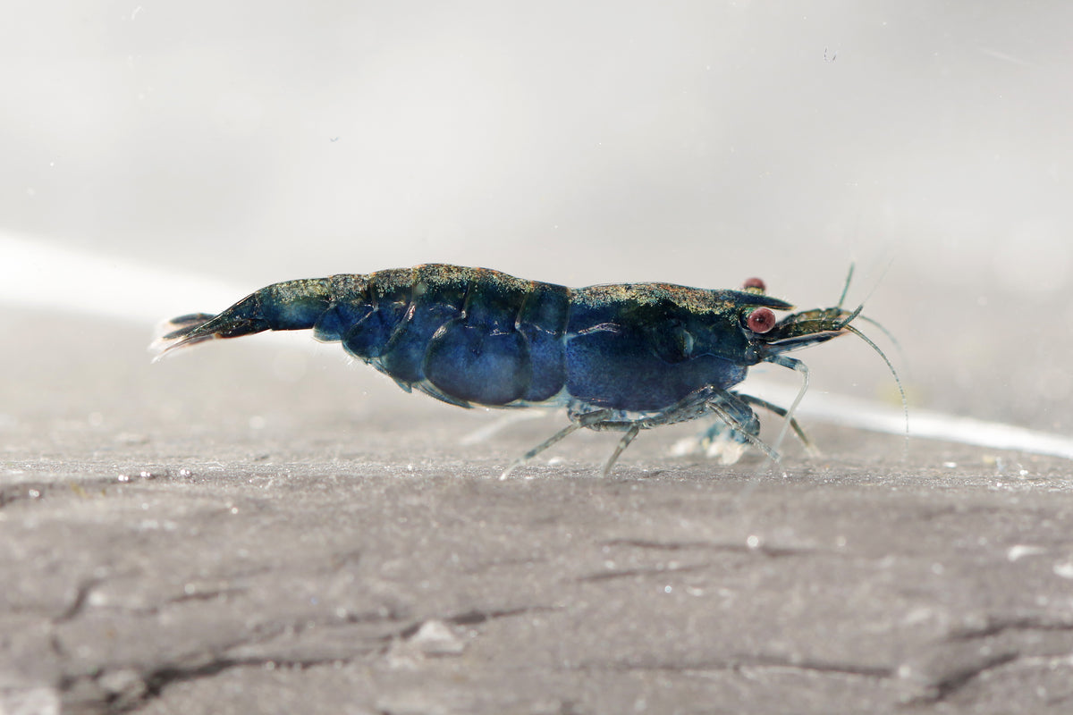 Blue Sapphire Zwerggarnele - DNZ