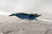 Blue Sapphire Zwerggarnele - DNZ