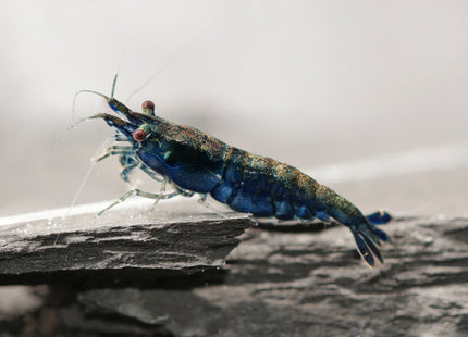 Blue Sapphire Zwerggarnele - DNZ