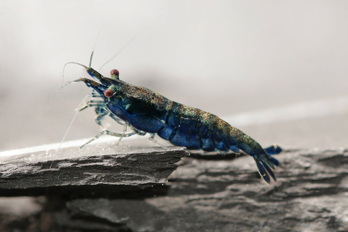 Blue Sapphire Zwerggarnele - DNZ