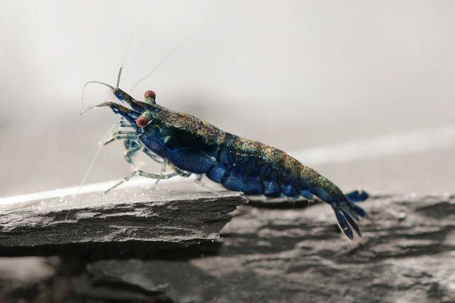 Blue Sapphire Zwerggarnele - DNZ