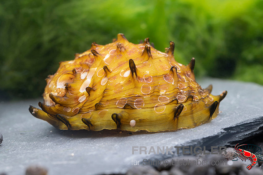 Horn snail