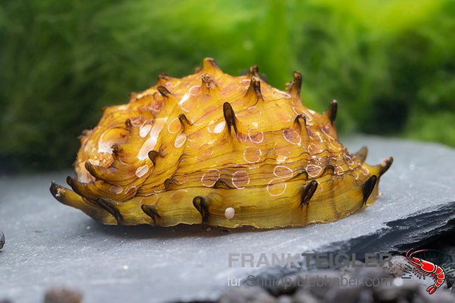 Horn snail