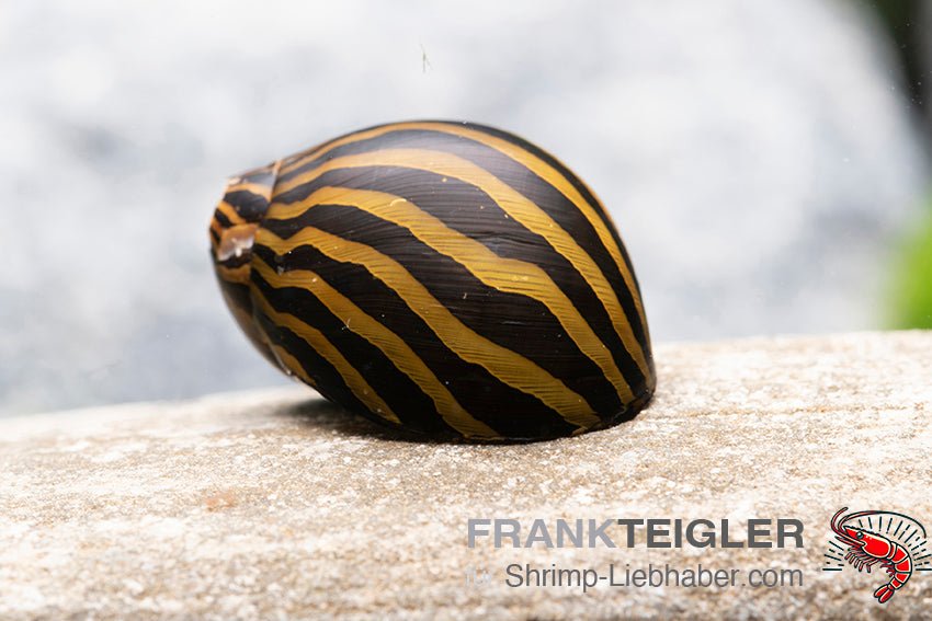 Rennschnecke Zebra - Neritina natalensis